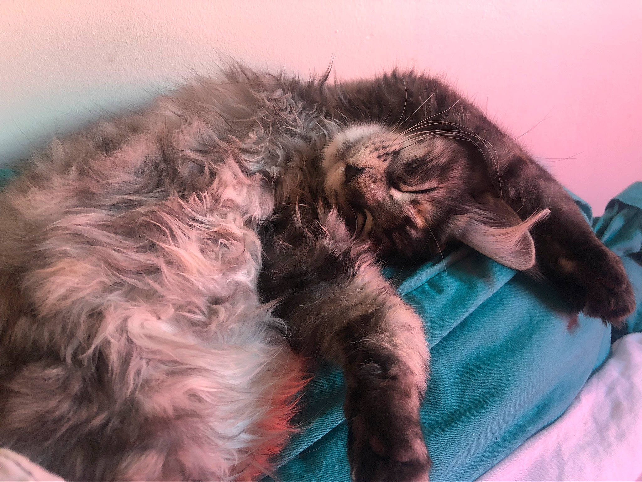 Rajah participe au concours pour gagner de l'argent avec cette photo : carnivore, cat, ear, felidae, fur, kitten, maine_coon, nap, norwegian_forest_cat, sleep, small_to_medium_sized_cats, whiskers