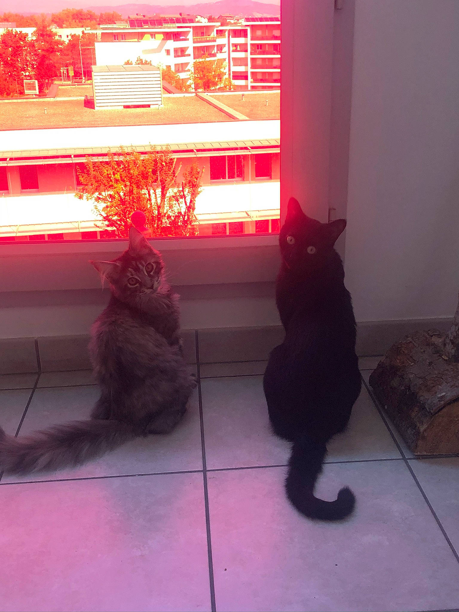 Rajah participe au concours pour gagner de l'argent avec cette photo : cat, felidae, floor, flooring, pink, red, room, shadow, small_to_medium_sized_cats