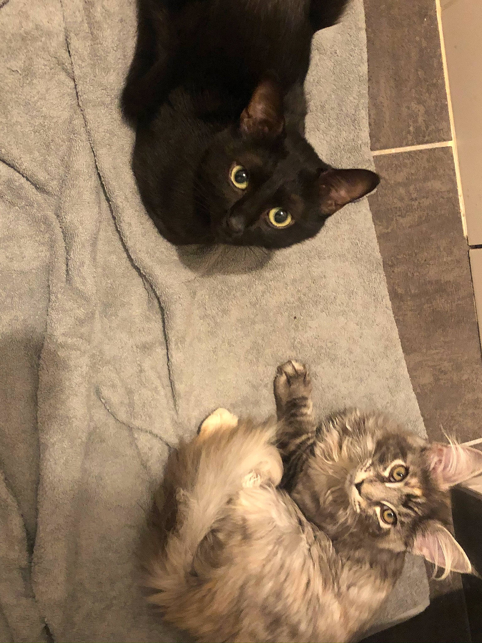 Rajah a rejoint le concours — aidez-le/la à gagner de superbes lots ! asian, black_cat, british_semi_longhair, carnivore, cat, domestic_long_haired_cat, domestic_short_haired_cat, ear, eye, felidae, fur, kitten, maine_coon, norwegian_forest_cat, polydactyl_cat, small_to_medium_sized_cats, snout, whiskers