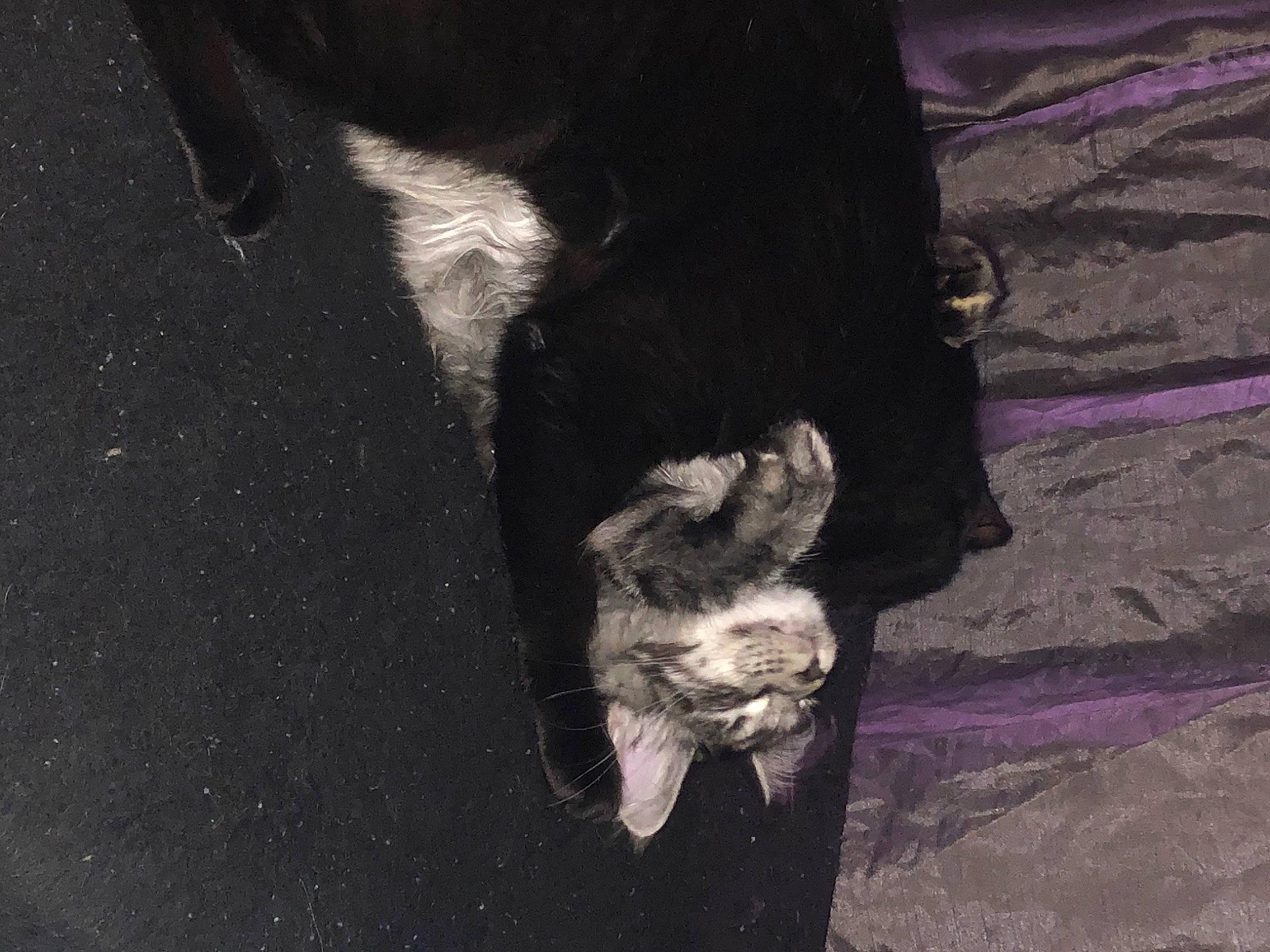 Rajah participe au concours pour gagner de l'argent avec cette photo : carnivore, cat, felidae, fur, small_to_medium_sized_cats, snout, sporting_group, tail, whiskers