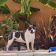 Prada a rejoint le concours — aidez-le/la à gagner de superbes lots ! animal, backyard, blue_water, dog, flowers, foliage, garden, happy, open_mouth, outdoor, patio, pool, pool_hose, poolside, portrait, potted_plants, spotted_coat, standing, sunlight, tropical_plants