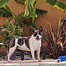 animal, backyard, blue_water, dog, flowers, foliage, garden, happy, open_mouth, outdoor, patio, pool, pool_hose, poolside, portrait, potted_plants, spotted_coat, standing, sunlight, tropical_plants