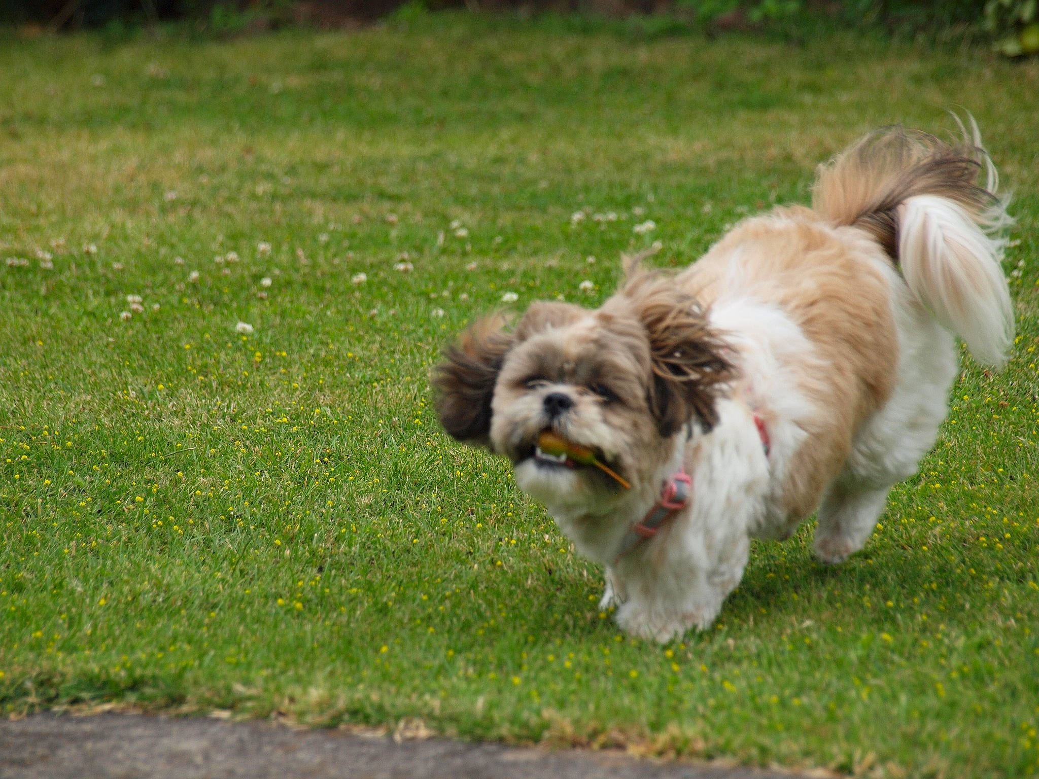 Molly a rejoint le concours — aidez-le/la à gagner de superbes lots ! canidae, carnivore, companion_dog, dog, dog_breed, dog_supply, fawn, fur, grass, groundcover, liver, mammal, shih_tzu, snout, sporting_group, tail, terrier, toy_dog, vertebrate, working_animal