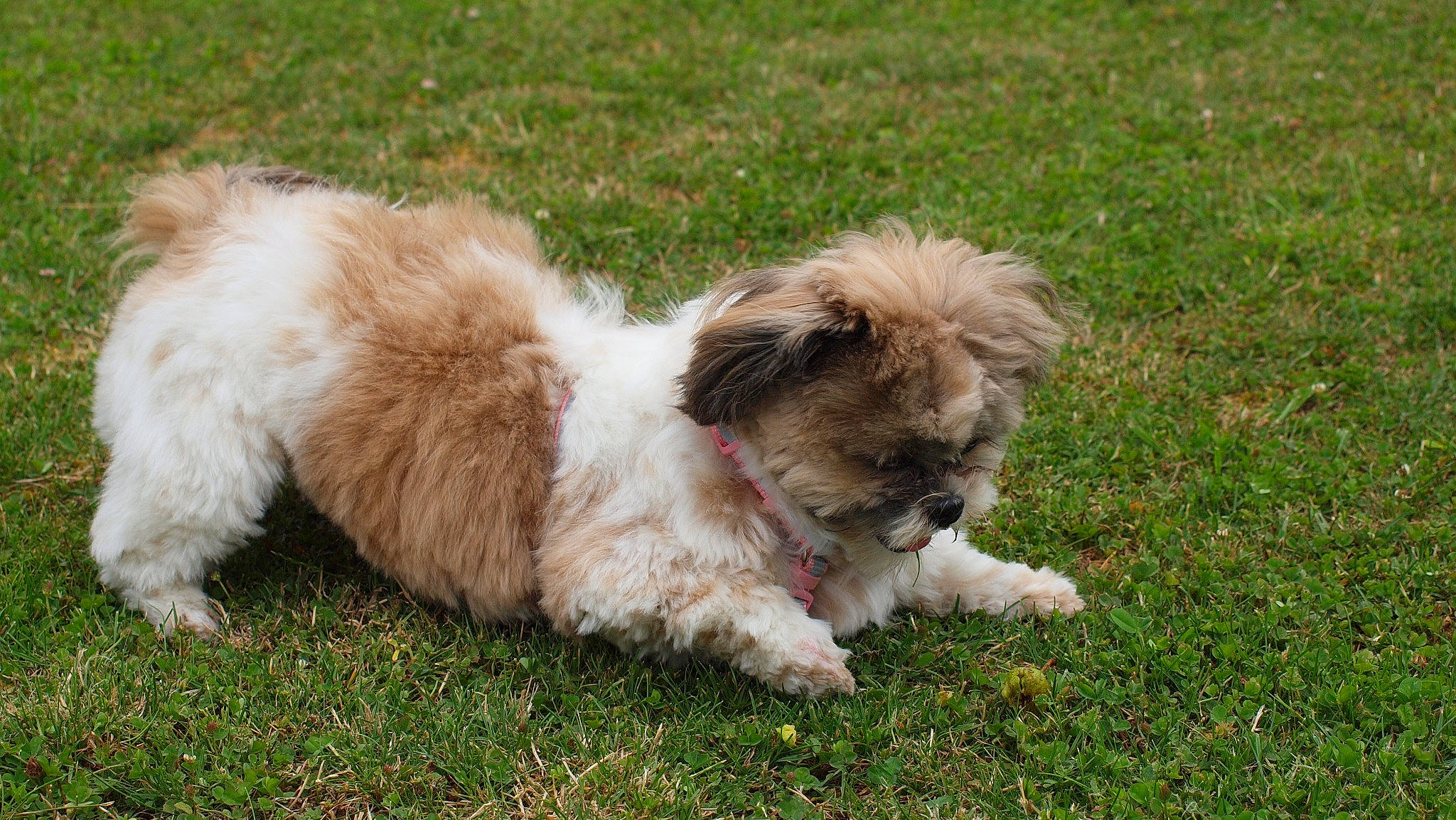 Molly participe au concours pour gagner de l'argent avec cette photo : canidae, carnivore, companion_dog, dog, dog_breed, fawn, fur, grass, groundcover, liver, plant, shih_tzu, snout, sporting_group, tail, terrestrial_animal, terrier, toy_dog, whiskers, working_animal