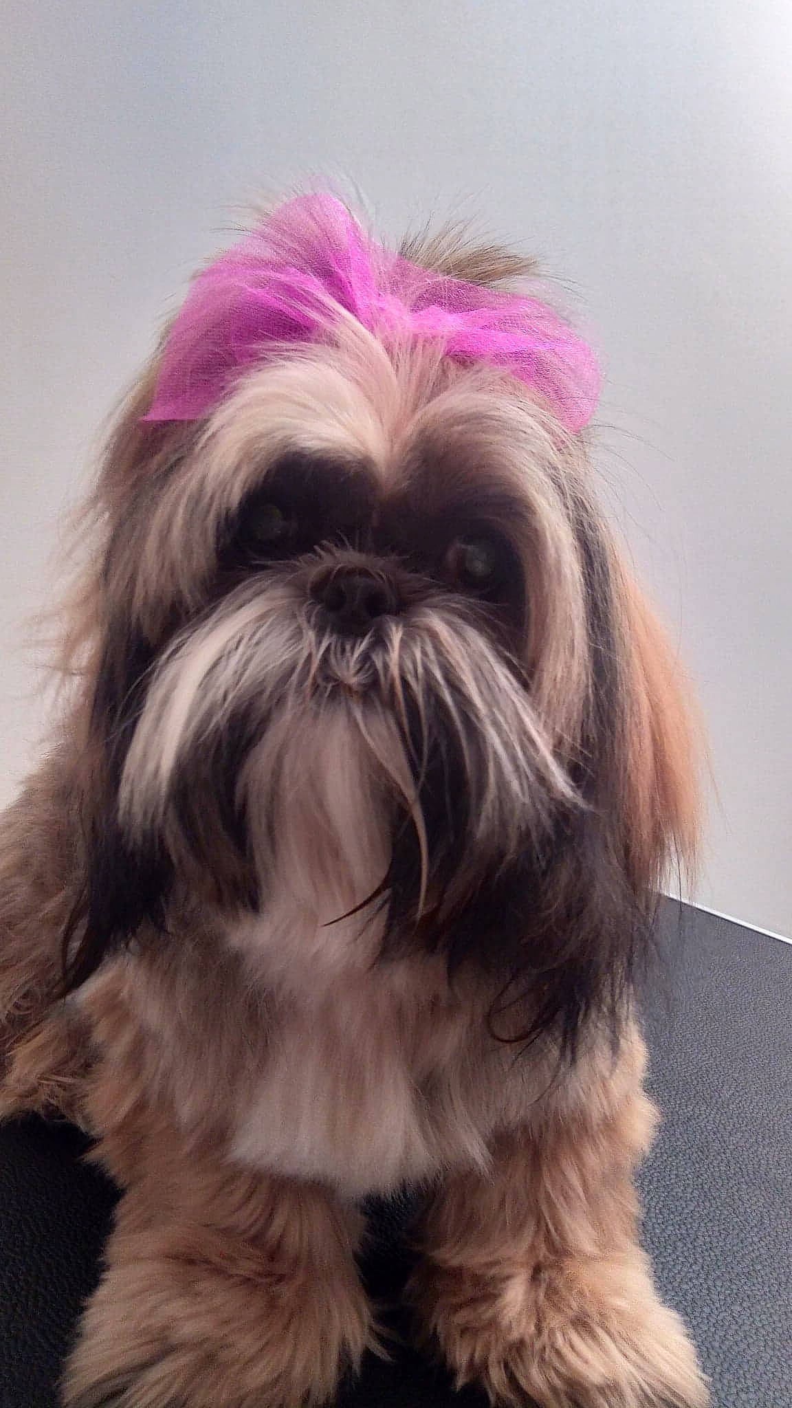 Poupie participe au concours pour gagner de l'argent avec cette photo : canidae, carnivore, companion_dog, dog, dog_breed, dog_supply, ear, fashion_accessory, fawn, fur, liver, non_sporting_group, pet_supply, shih_tzu, snout, sporting_group, terrestrial_animal, toy_dog, whiskers, working_animal