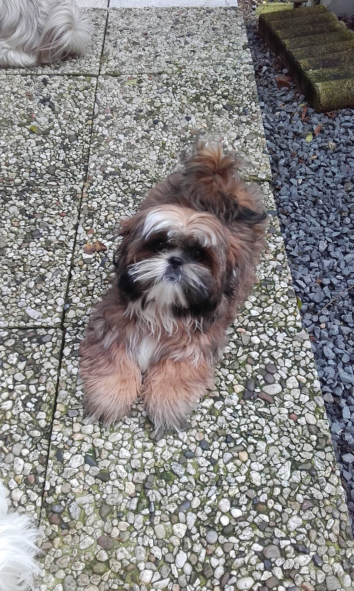 Poupie participe au concours pour gagner de l'argent avec cette photo : asphalt, carnivore, companion_dog, dog, dog_breed, fawn, flooring, fur, grass, grey, liver, road_surface, sidewalk, small_terrier, snout, soil, tar, terrier, toy_dog, working_animal