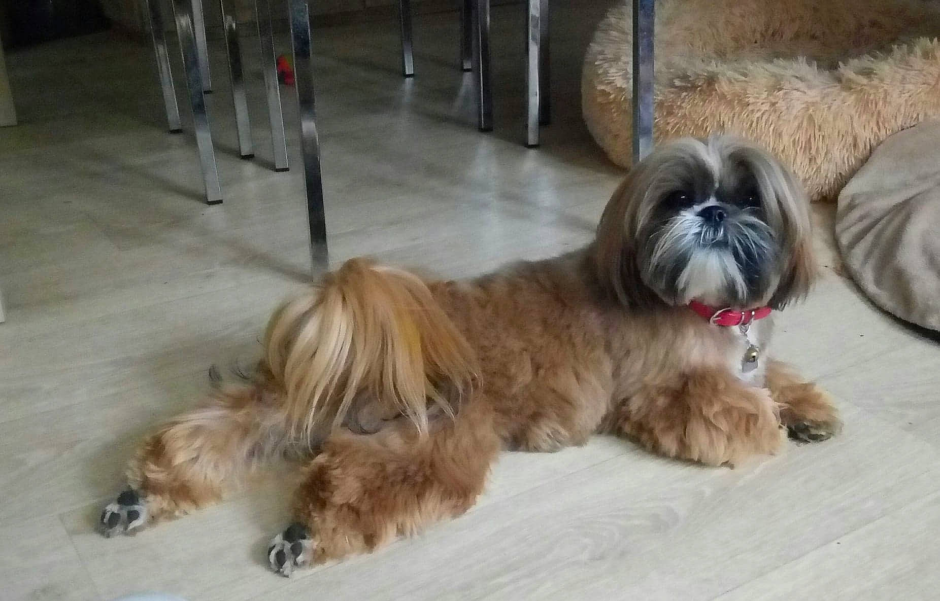 Poupie a rejoint le concours — aidez-le/la à gagner de superbes lots ! canidae, carnivore, companion_dog, dog, dog_breed, dog_supply, fawn, fur, liver, mal_shi, maltepoo, poodle_crossbreed, shih_poo, shih_tzu, small_terrier, snout, sporting_group, terrier, toy_dog, working_animal