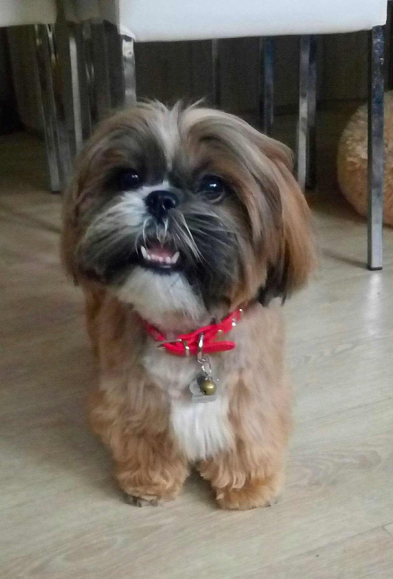 Poupie a rejoint le concours — aidez-le/la à gagner de superbes lots ! canidae, carnivore, companion_dog, dog, dog_breed, dog_supply, fawn, fur, liver, maltepoo, natural_material, non_sporting_group, puppy, shih_tzu, small_terrier, snout, sporting_group, terrestrial_animal, toy_dog, working_animal