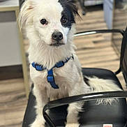 Zuko is registered to the contest to win money with this photo: alert, animal, background_blur, black_and_white, black_patch, blue_harness, canine, chair, cute, dog, domestic_animal, friendly, fur, indoor, looking, office_chair, pet, sitting, white_dog, wooden_floor