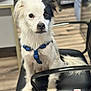alert, animal, background_blur, black_and_white, black_patch, blue_harness, canine, chair, cute, dog, domestic_animal, friendly, fur, indoor, looking, office_chair, pet, sitting, white_dog, wooden_floor