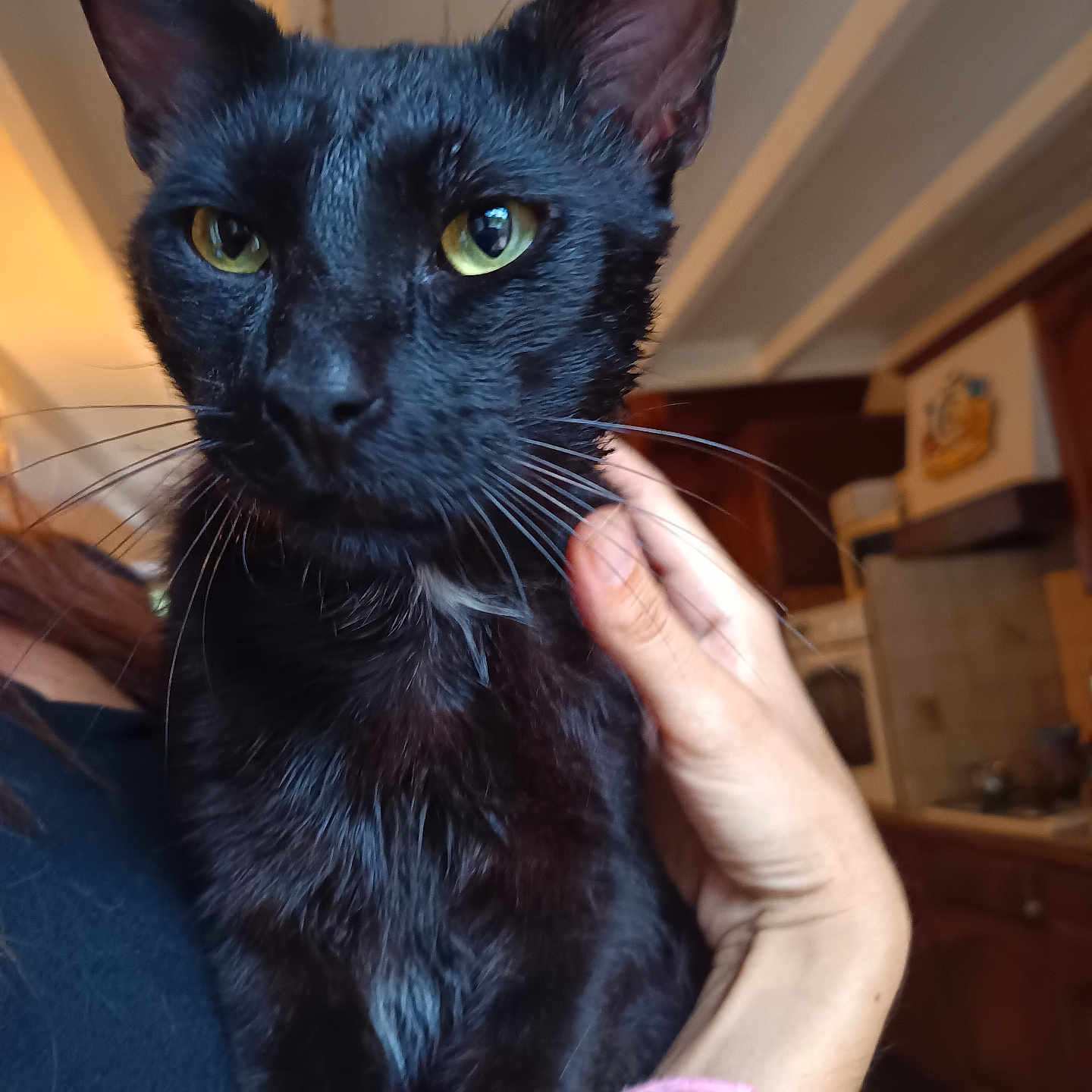 Arlequin participe au concours pour gagner de l'argent avec cette photo : animal, black_cat, black_fur, cat, close_up, cozy_environment, domestic, feline, fur, holding, human_interaction, indoor, kitchen, person_hand, pet, pink_hair_tie, portrait, warm_lighting, whiskers, yellow_eyes