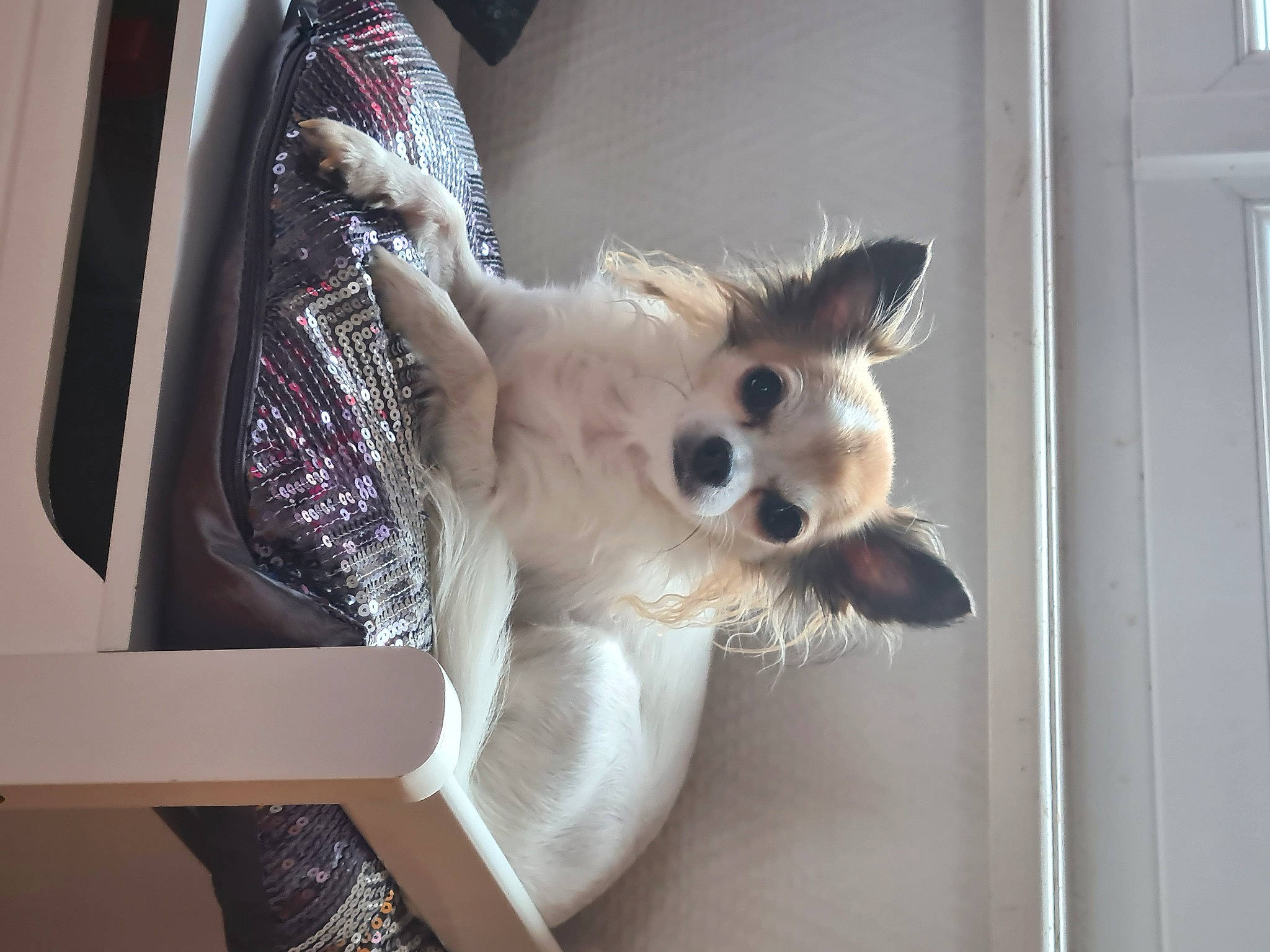 Merveille participe au concours pour gagner de l'argent avec cette photo : canidae, carnivore, companion_dog, dog, dog_breed, ear, fawn, mammal, marsupial, nose, snout, vertebrate