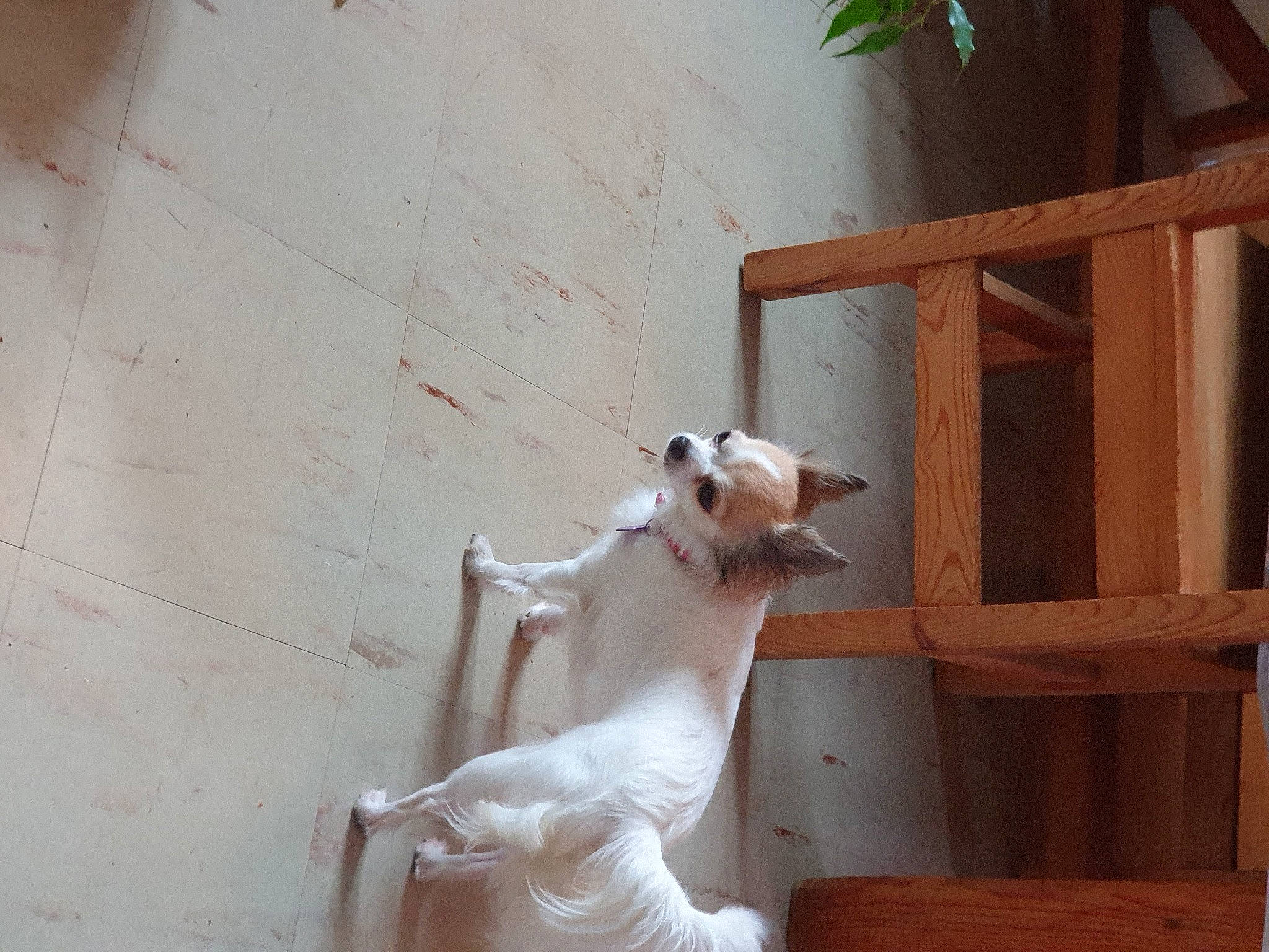 Merveille participe au concours pour gagner de l'argent avec cette photo : canidae, carnivore, dog, dog_breed, dogo_guatemalteco, fawn, tail