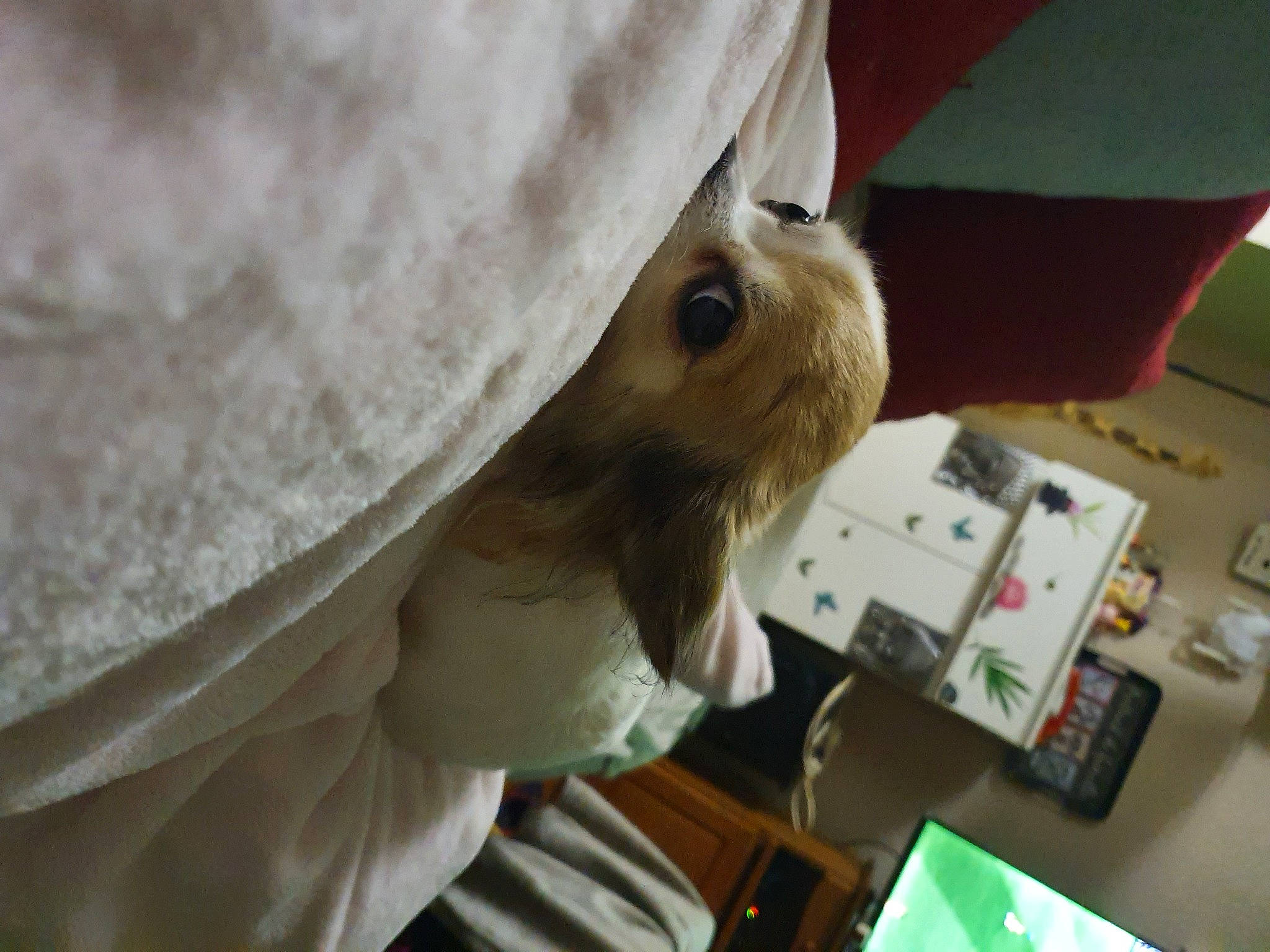 Merveille participe au concours pour gagner de l'argent avec cette photo : canidae, companion_dog, dog, dog_breed, ear, fur, puppy