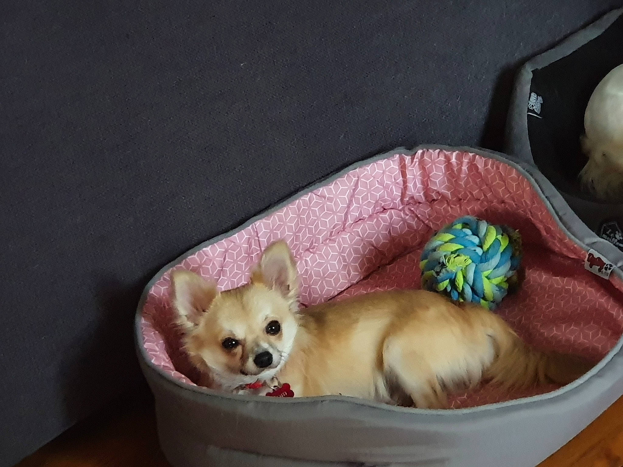 Tom participe au concours pour gagner de l'argent avec cette photo : canidae, carnivore, chihuahua, companion_dog, corgi_chihuahua, dog, dog_bed, dog_breed, fawn, mammal, pembroke_welsh_corgi, puppy, snout, sporting_group, toy_dog, vertebrate, welsh_corgi