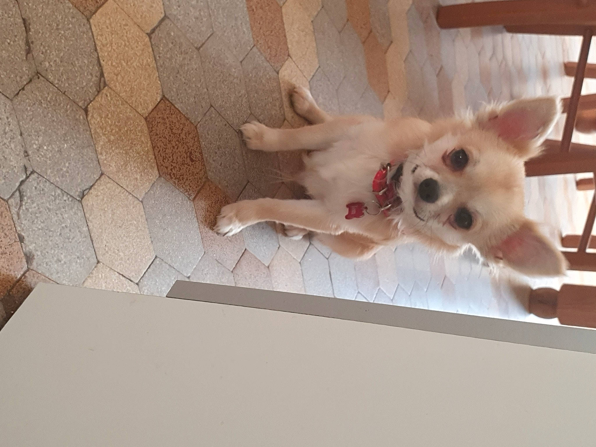 Tom a rejoint le concours — aidez-le/la à gagner de superbes lots ! canidae, carnivore, chihuahua, companion_dog, dog, dog_breed, ear, fawn, mammal, non_sporting_group, paw, pembroke_welsh_corgi, puppy, snout, toy_dog, vertebrate, welsh_corgi