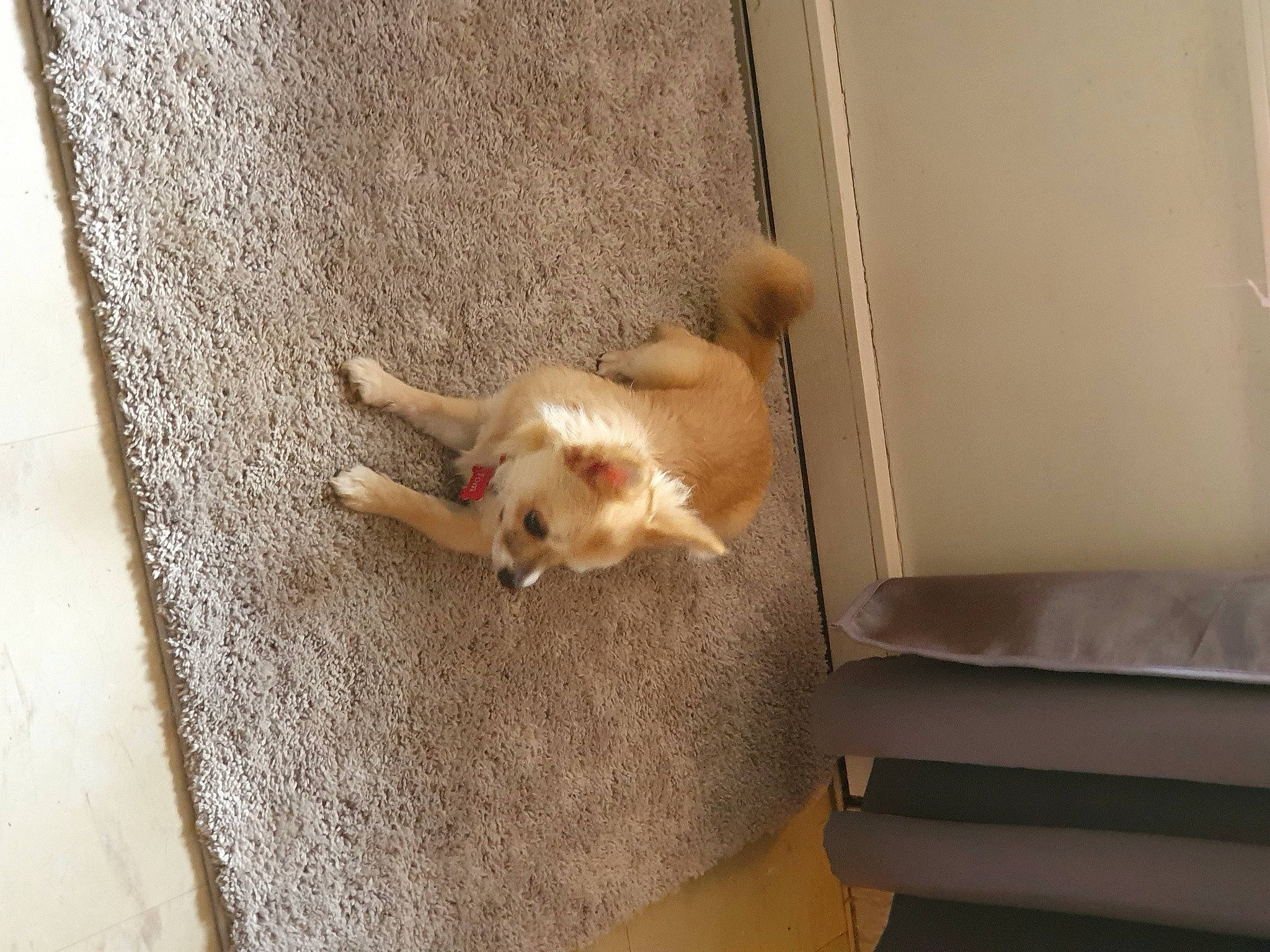 Tom a rejoint le concours — aidez-le/la à gagner de superbes lots ! canidae, carnivore, chihuahua, companion_dog, dog, dog_breed, fawn, mammal, pembroke_welsh_corgi, pomeranian, puppy, sporting_group, tail, toy_dog