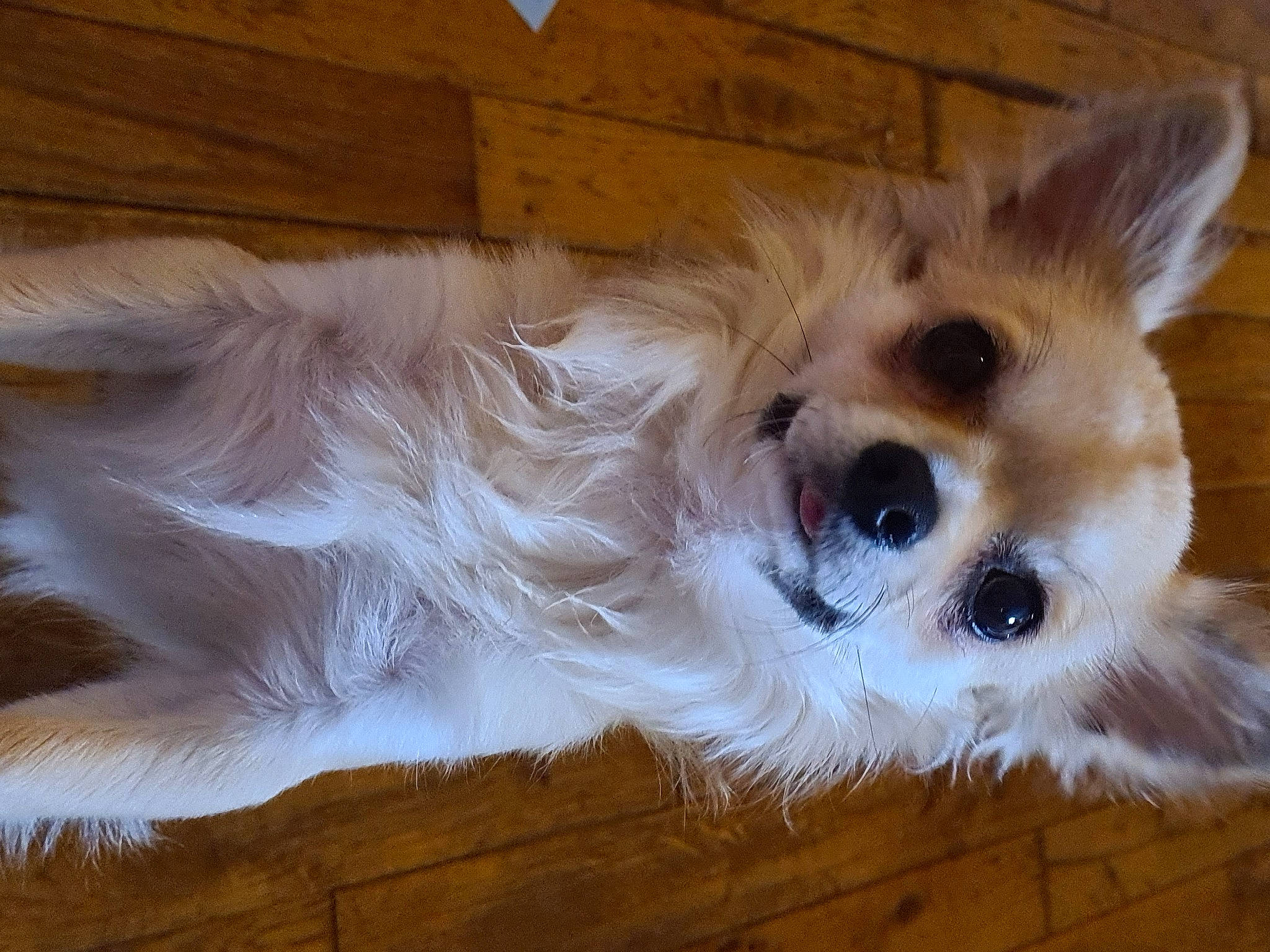 Tom participe au concours pour gagner de l'argent avec cette photo : canidae, carnivore, companion_dog, dog, dog_breed, ear, fawn, fur, mammal, puppy, rare_breed_dog, snout, sporting_group, toy_dog, vertebrate, whiskers