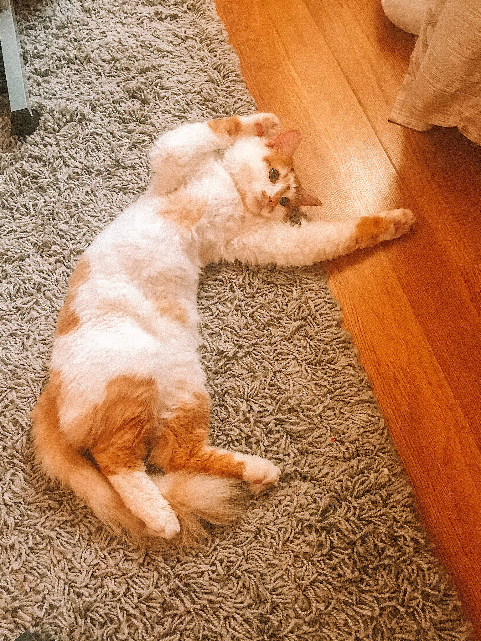 Momo is registered to the contest to win money with this photo: canidae, carnivore, cat, cavachon, cavapoo, cockapoo, companion_dog, dog, dog_breed, fawn, felidae, floor, flooring, mammal, paw, puppy, small_to_medium_sized_cats, spaniel, sporting_group, tail