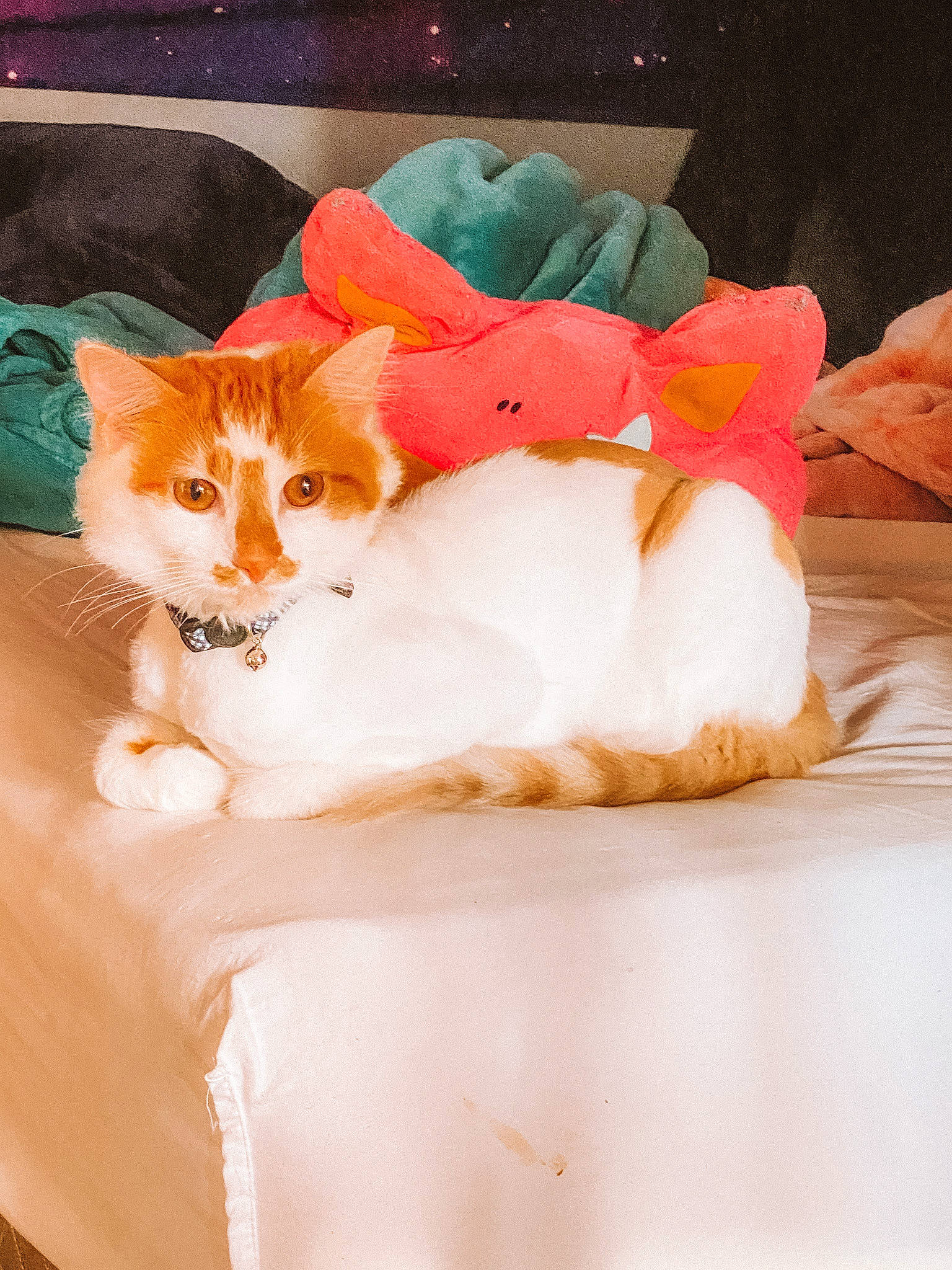 Momo is registered to the contest to win money with this photo: art, carnivore, cat, felidae, fur, illustration, kitten, orange, small_to_medium_sized_cats, tail, textile, turkish_van, whiskers