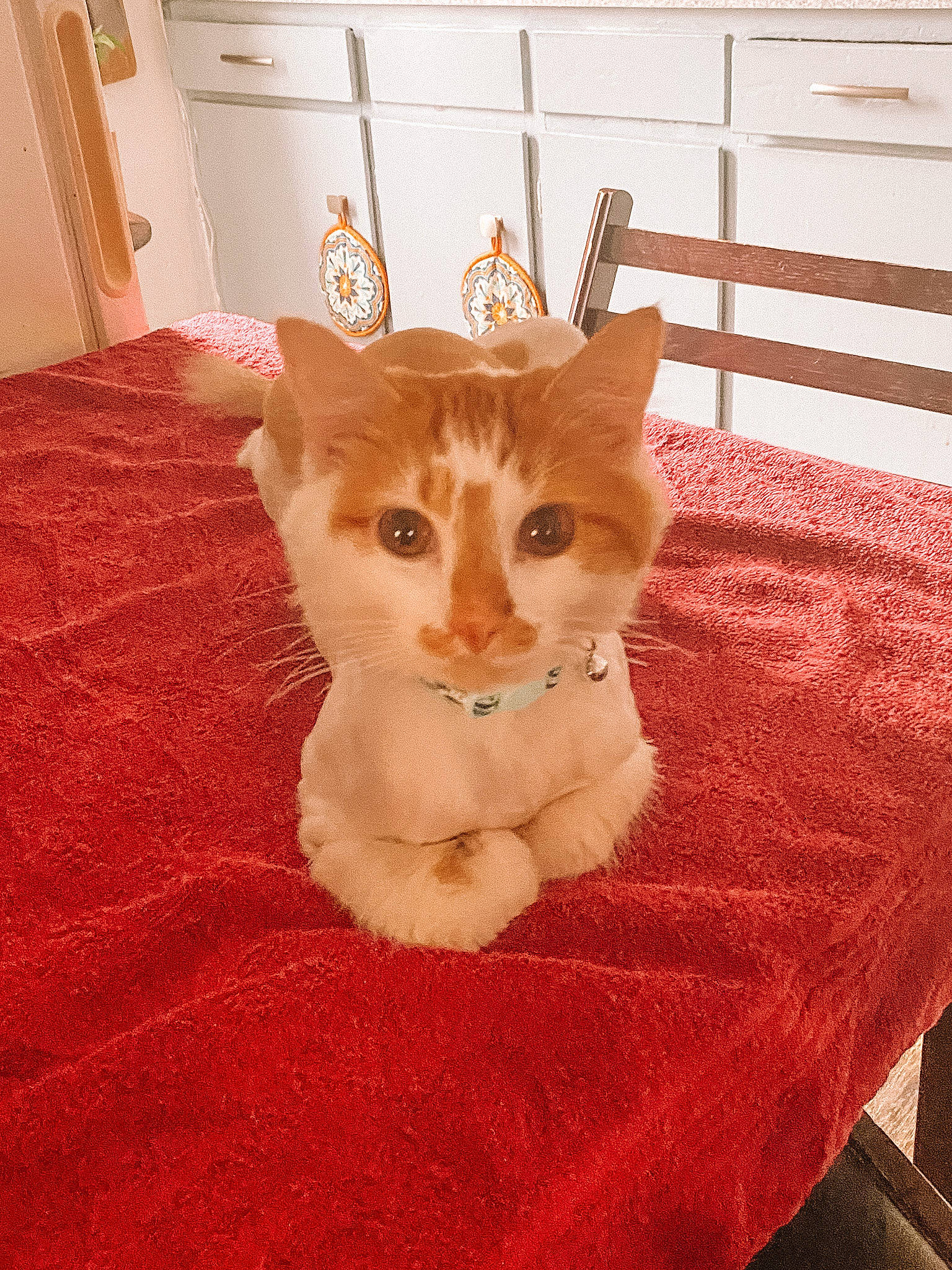 Momo is registered to the contest to win money with this photo: aegean_cat, asian, carnivore, cat, domestic_short_haired_cat, european_shorthair, fawn, felidae, flooring, fur, german_rex, kitten, mammal, room, small_to_medium_sized_cats, whiskers