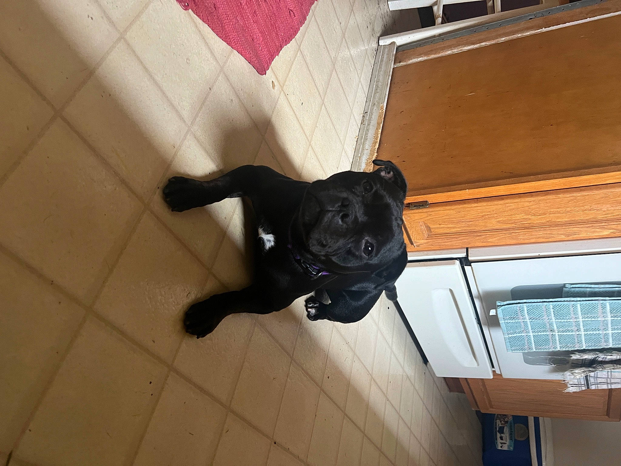 Ally joined the competition — help win amazing prizes! building, carmine, carnivore, dog, dog_breed, felidae, flooring, fur, guard_dog, hardwood, personal_protective_equipment, sculpture, shadow, snout, sporting_group, statue, tail, terrestrial_animal, window, wood