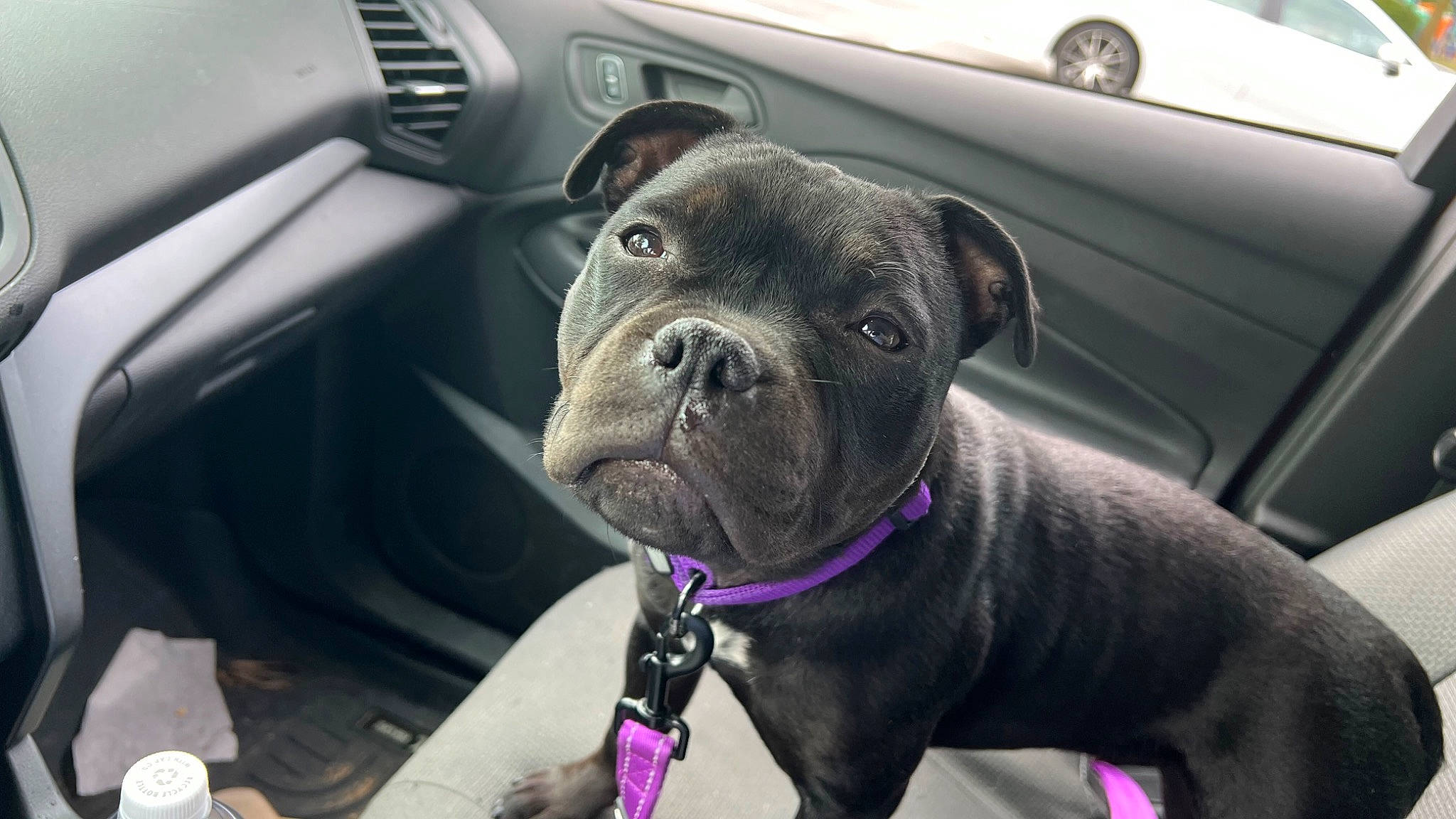 Ally joined the competition — help win amazing prizes! auto_part, canidae, car, carnivore, collar, companion_dog, dog, dog_breed, dog_collar, family_car, fawn, motor_vehicle, personal_luxury_car, pug, sporting_group, steering_wheel, vehicle, vehicle_door, whiskers, working_animal