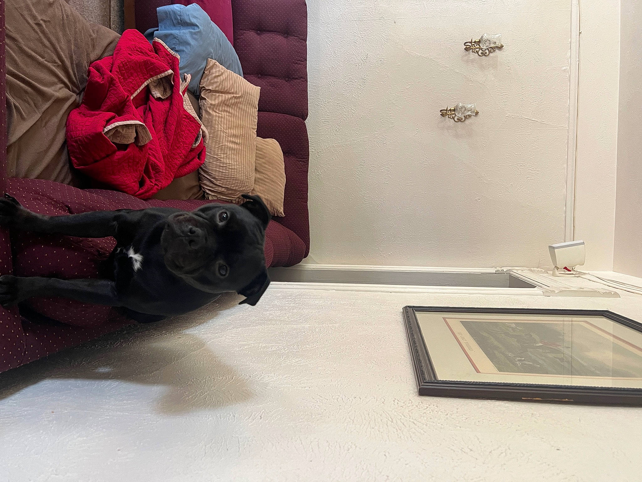 Ally joined the competition — help win amazing prizes! art, backpack, bag, baggage, carmine, carpet, comfort, floor, flooring, hardwood, human_leg, knee, luggage_and_bags, magenta, pattern, rectangle, room, sitting, tints_and_shades, wood