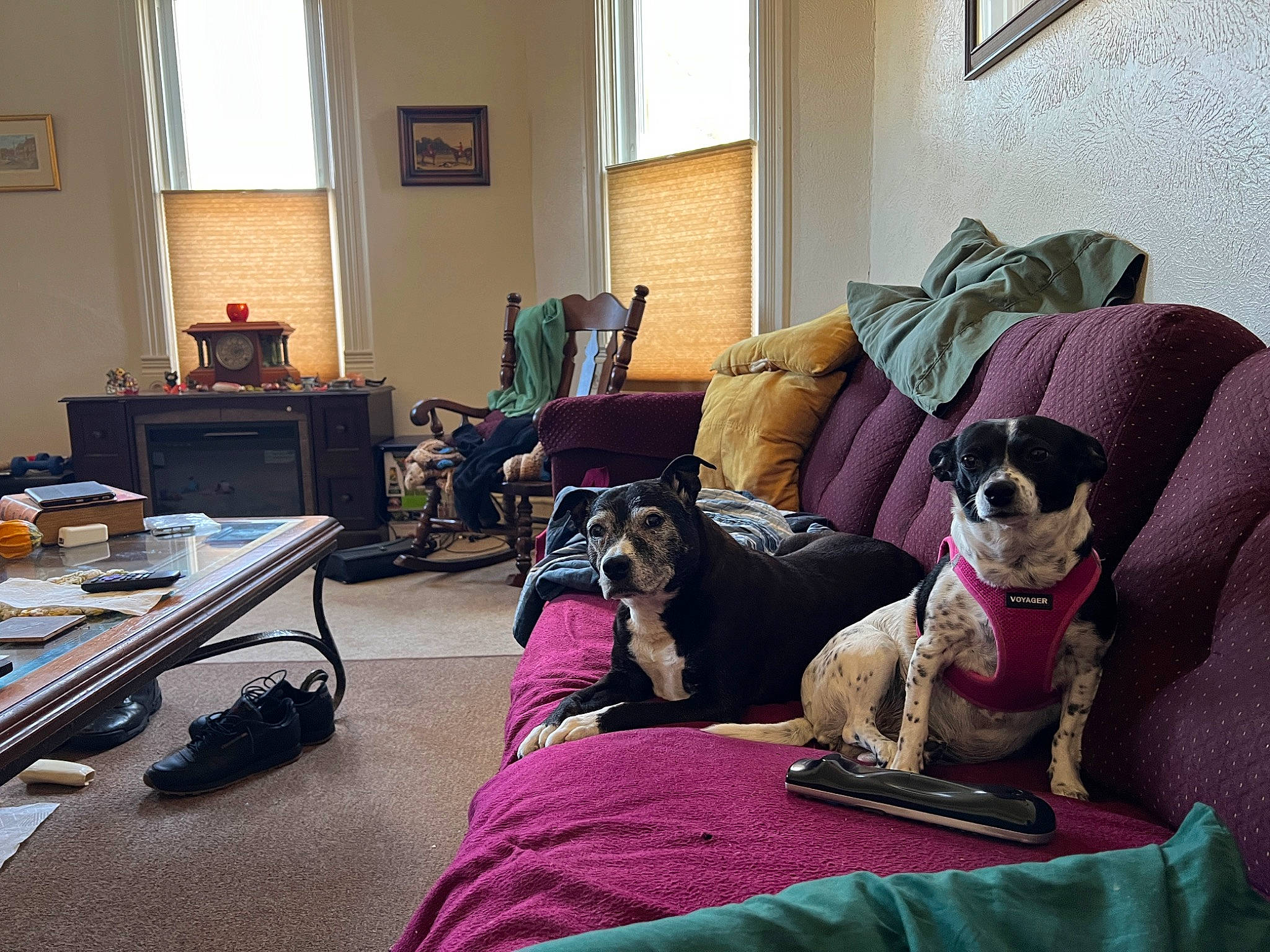 Dahlia is registered to the contest to win money with this photo: building, carnivore, comfort, companion_dog, couch, curtain, dog, dog_breed, fawn, floor, flooring, furniture, hardwood, living_room, luggage_and_bags, picture_frame, room, table, window, working_animal