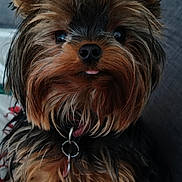 Shelby a rejoint le concours — aidez-le/la à gagner de superbes lots ! adorable, attention, close_up, collar, couch, dog, ears, eyes, fluffy, fur, indoor, nose, pet, pillow, portrait, puppy, sitting, small_dog, tongue, yorkshire_terrier