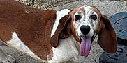 Daphne joined the competition — help win amazing prizes! dog, basset_hound, outdoor, tongue_out, ears, concrete, rake, tool, ground, animal, pet, brown_and_white, short_legs, long_body, looking_at_camera, happy, daylight, nature, playful, canine