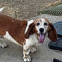 dog, basset_hound, outdoor, tongue_out, ears, concrete, rake, tool, ground, animal, pet, brown_and_white, short_legs, long_body, looking_at_camera, happy, daylight, nature, playful, canine
