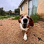 dog, basset_hound, outdoor, gravel, house, grass, fence, cloudy_sky, close_up, nose, paw, ears, path, yard, pet, canine, animal, domestic, daytime, nature