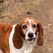 Daphne joined the competition — help win amazing prizes! dog, basset_hound, outdoor, gravel, path, pet, animal, ears, brown, white, fur, looking, curious, canine, mammal, closeup, portrait, ground, nature, expression