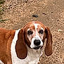 dog, basset_hound, outdoor, gravel, path, pet, animal, ears, brown, white, fur, looking, curious, canine, mammal, closeup, portrait, ground, nature, expression