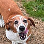 dog, brown, white, tongue, licking, outdoor, grass, gravel, pet, canine, happy, playful, animal, ears, face, fur, nature, walking, friendly, closeup