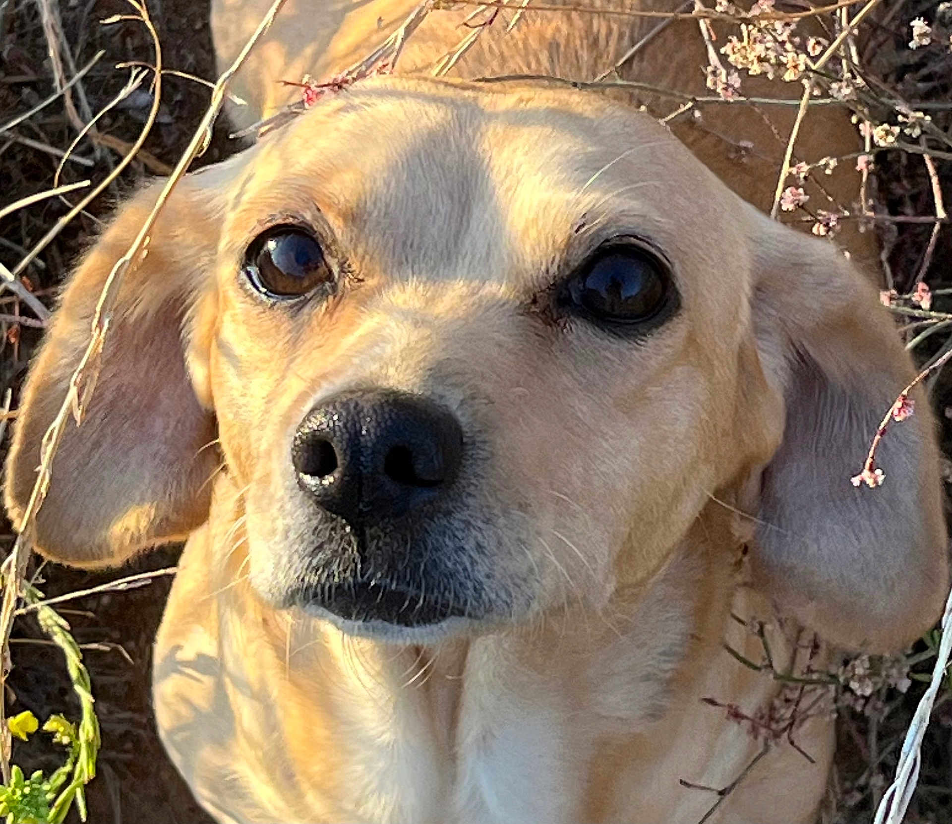 Sizza is registered to the contest to win money with this photo: dog, close_up, portrait, golden_fur, ears, eyes, outdoor, nature, branches, sunlight, animal, pet, cute, muzzle, snout, whiskers, flora, daylight, calm, looking