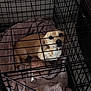 Sizza joined the competition — help win amazing prizes! dog, crate, cage, blanket, pet, indoor, resting, tan_dog, furniture, metal_bars, cozy, looking_up, plush_blanket, floor, animal, captive, comfort, home, puppy, pet_bed