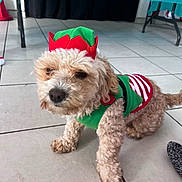 Ted Bear joined the competition — help win amazing prizes! dog, pet, curly_fur, costume, holiday, elf_hat, green, red, indoor, tile_floor, small_dog, animal, cute, festive, clothing, floor, fur, looking, standing, domestic_animal