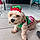 Ted Bear