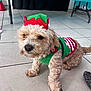 animal, clothing, costume, curly_fur, cute, dog, domestic_animal, elf_hat, festive, floor, fur, green, holiday, indoor, looking, pet, red, small_dog, standing, tile_floor