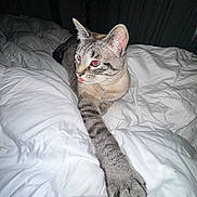Kt is registered to the contest to win money with this photo: bed, blanket, cat, cozy, ear, feline, flash_photography, indoor, night, paw, pet, portrait, red_eye, relaxed, stretched_paw, striped_fur, tabby, tongue_out, whiskers, white_bedding