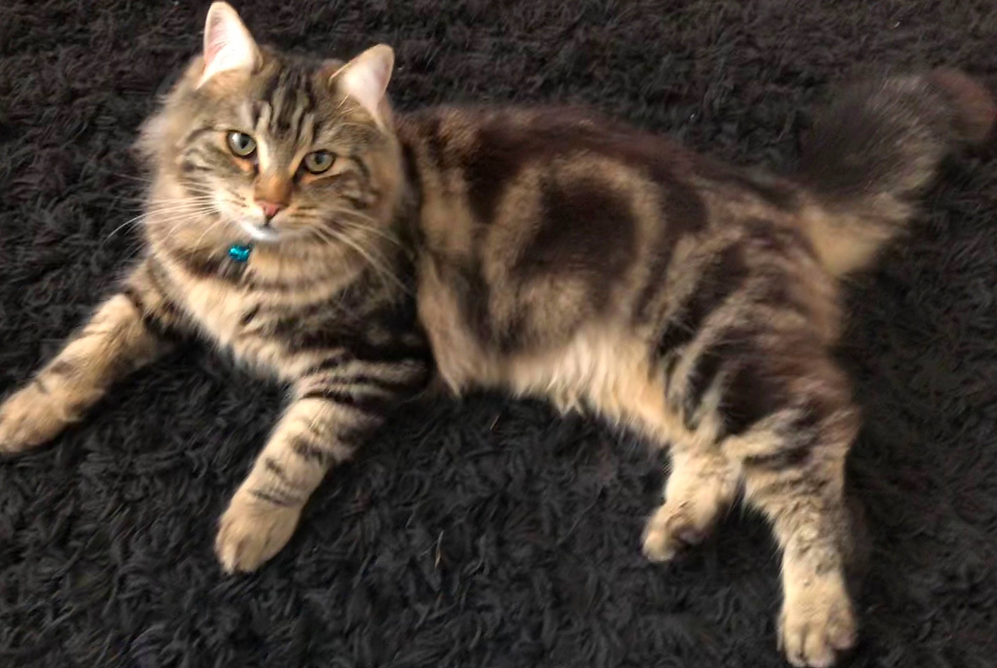 Jax joined the competition — help win amazing prizes! american_wirehair, asian, asian_semi_longhair, carnivore, cat, domestic_long_haired_cat, domestic_short_haired_cat, dragon_li, european_shorthair, felidae, kitten, mammal, norwegian_forest_cat, pixie_bob, siberian, small_to_medium_sized_cats, tabby_cat, vertebrate, whiskers, wild_cat