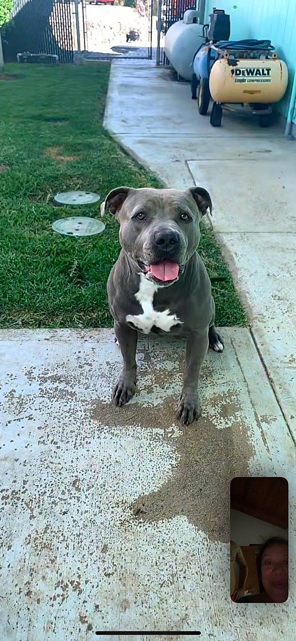 Beaux joined the competition — help win amazing prizes! carnivore, collar, companion_dog, dog, dog_breed, dog_collar, fawn, guard_dog, leash, molosser, road_surface, sidewalk, snout, sporting_group, tail, tire, wheel, whiskers, working_animal, working_dog