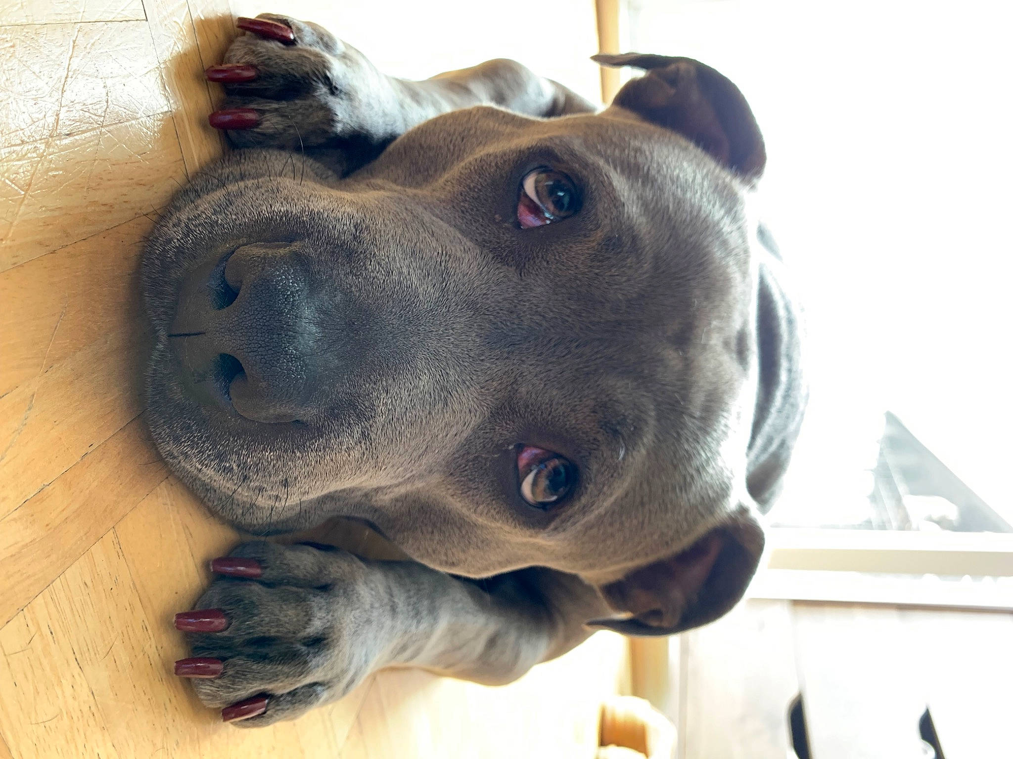 Beaux joined the competition — help win amazing prizes! canidae, carnivore, collar, companion_dog, dog, dog_breed, dog_collar, ear, fur, guard_dog, molosser, non_sporting_group, pet_supply, selfie, snout, sporting_group, terrestrial_animal, whiskers, working_animal, working_dog