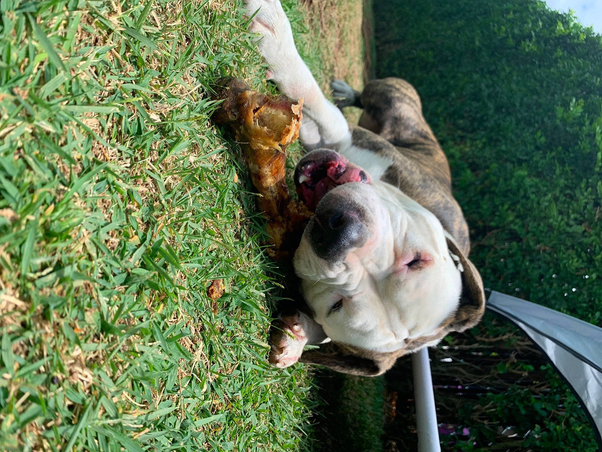 Bear joined the competition — help win amazing prizes! adventure, carnivore, collar, companion_dog, dog, dog_breed, dog_collar, fawn, grass, groundcover, guard_dog, leash, non_sporting_group, people_in_nature, plant, sporting_group, sunglasses, tree, working_animal, working_dog