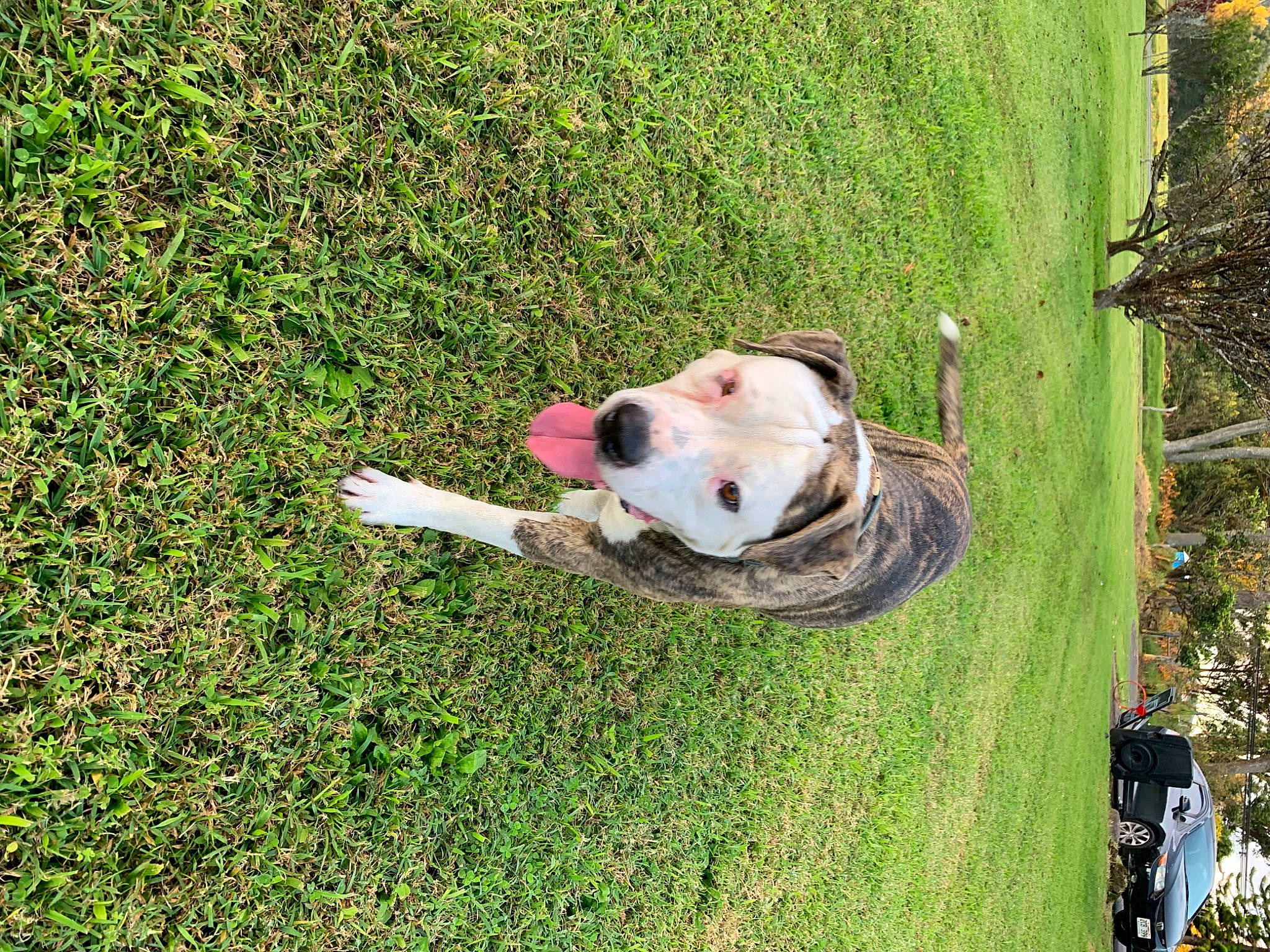 Bear joined the competition — help win amazing prizes! carnivore, collar, companion_dog, dog, dog_breed, dog_collar, dog_supply, fawn, grass, grass_family, groundcover, lawn, pasture, pet_supply, plant, snout, sporting_group, tail, tree, working_animal