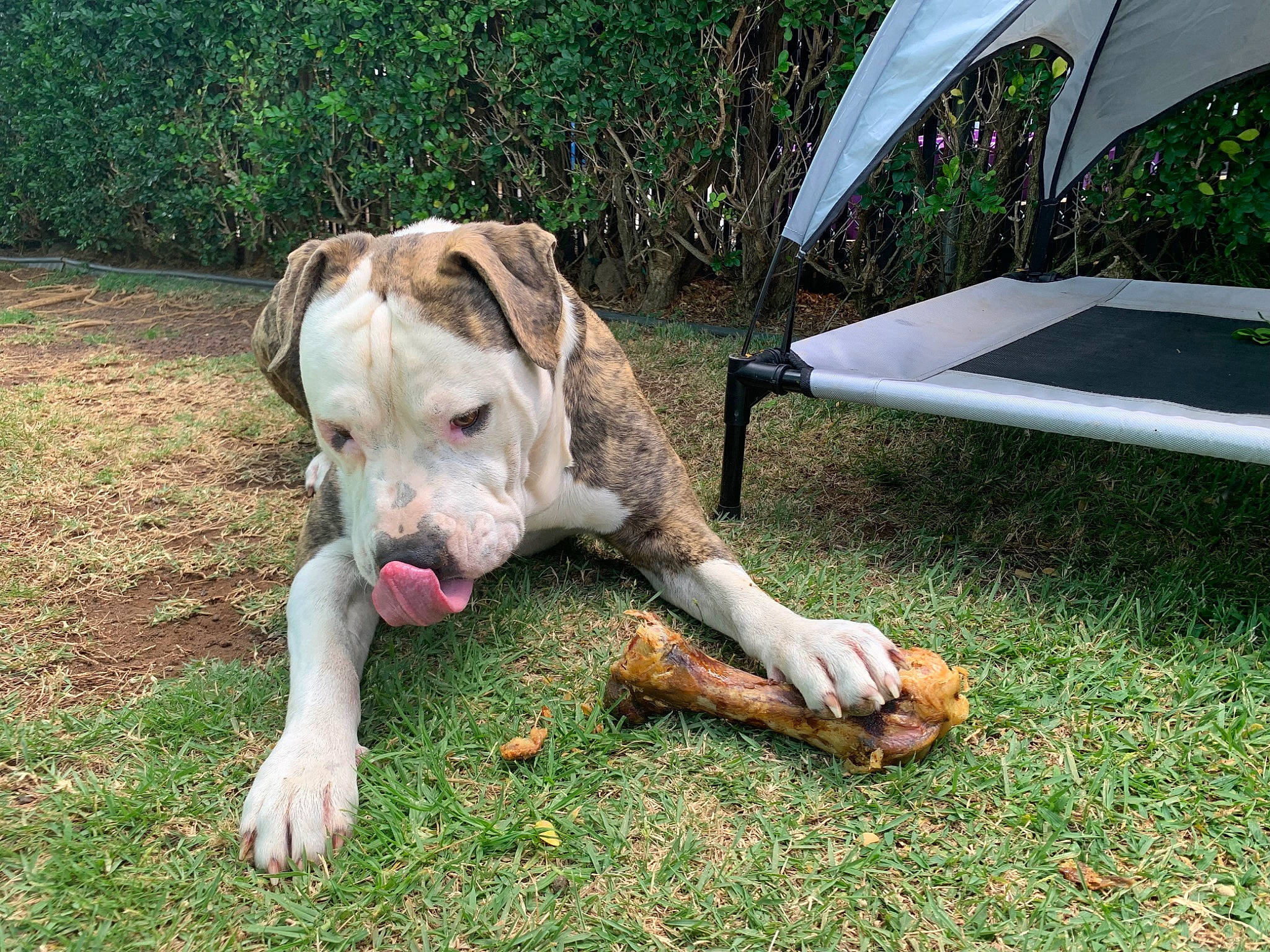 Bear joined the competition — help win amazing prizes! canidae, carnivore, chair, collar, companion_dog, dog, dog_breed, dog_collar, fawn, grass, guard_dog, outdoor_furniture, plant, shade, snout, sporting_group, sunlounger, tail, umbrella, working_animal