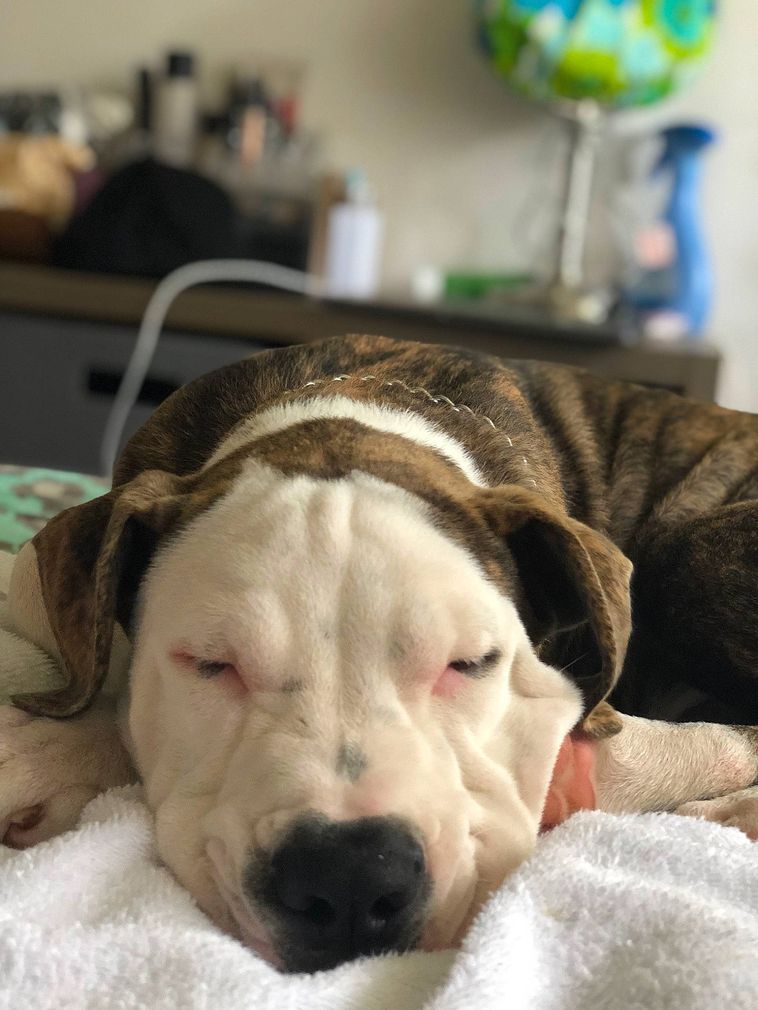 Bear is registered to the contest to win money with this photo: balloon, canidae, carnivore, collar, comfort, companion_dog, dog, dog_breed, ear, fawn, fur, guard_dog, linens, paw, snout, sporting_group, terrestrial_animal, whiskers, working_animal, wrinkle