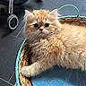 animal, basket, cat, close_up, ears, eyes, face, fluffy, fur, ginger_cat, indoor, kitten, lying_down, orange, pet, portrait, sitting, tiled_floor, whiskers, woven_basket